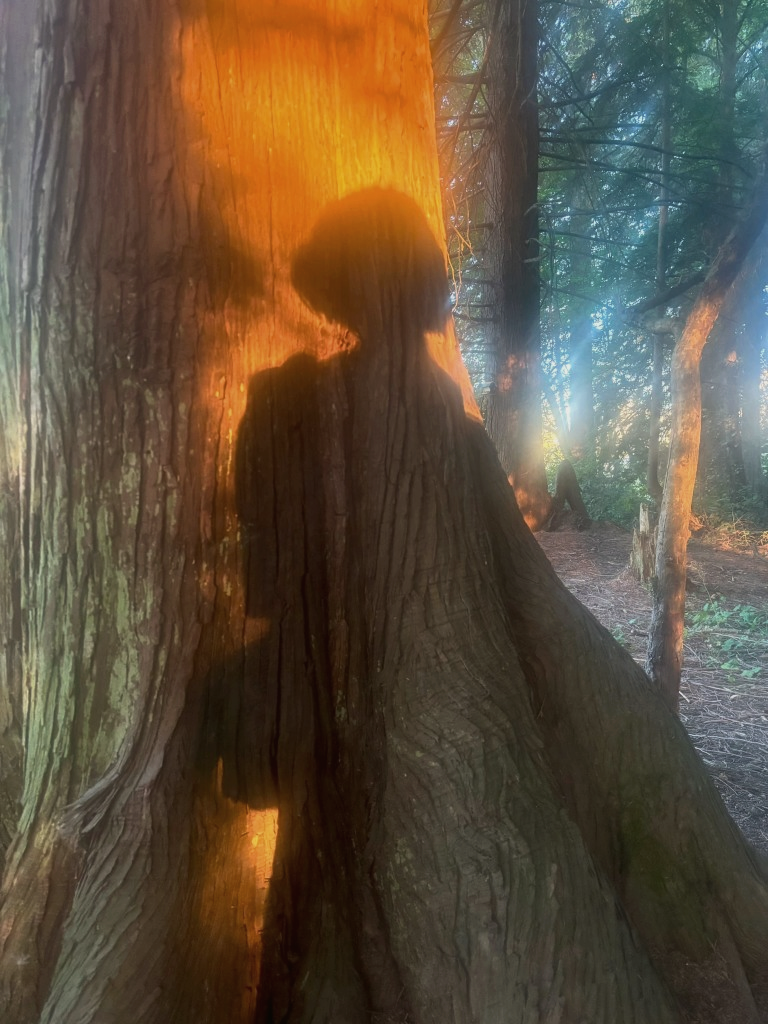 A shadow on cedar bark in warm forest light